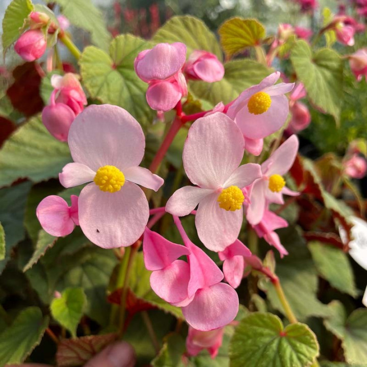 Begonia grandis evansiana