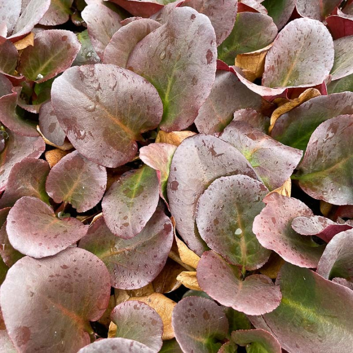 Feuillage du Bergenia Overture