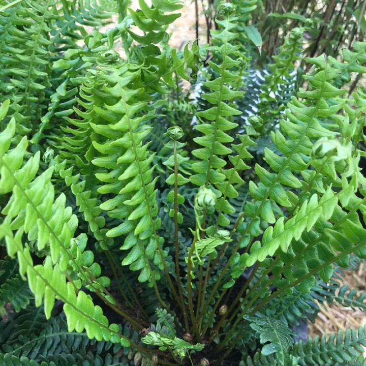 Blechnum spicant | Fougères | Le chatel des vivaces
