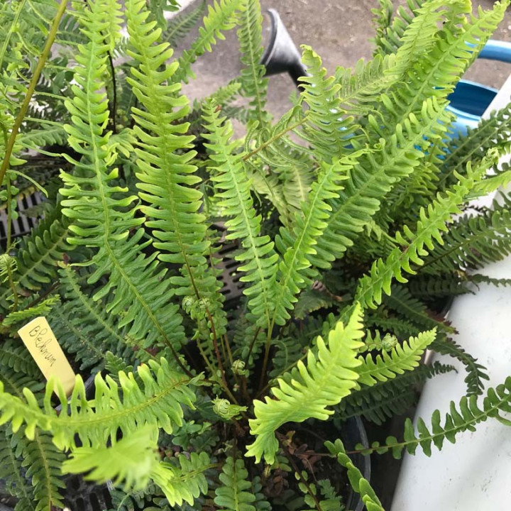 Blechnum spicant | Fougères | Le chatel des vivaces