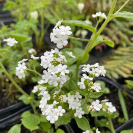 Brunnera macrophylla Betty Bowring