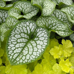 Feuille du Brunnera macrophylla Jack of Diamonds