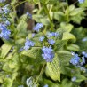 Brunnera macrophylla Jack Frost