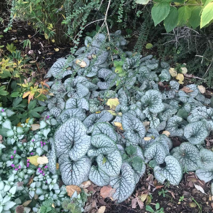 Touffe de Brunnera macrophylla Sea Heart dans notre pépinière du Loiret