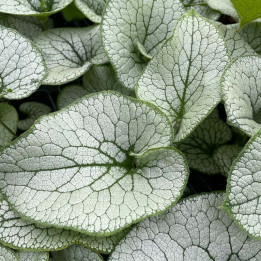 Gros plan de la feuille du Brunnera macrophylla Sterling Silver