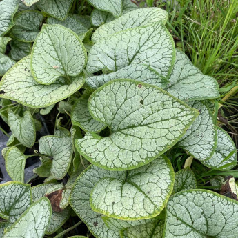 Brunnera macrophylla Silver Heart