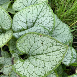 Brunnera macrophylla Silver Heart