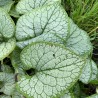Brunnera macrophylla Silver Heart