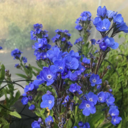 Anchusa azurea Loddon Royalist