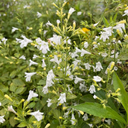Calamintha nepeta subsp. glandulosa White Cloud