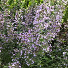 Calamintha nepeta subsp. glandulosa Blue Cloud