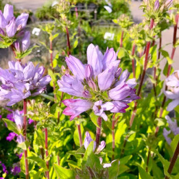 Campanula glomerata Caroline