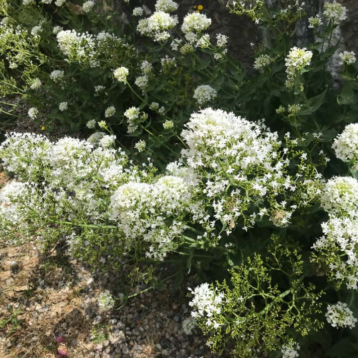 Centranthus ruber Albus