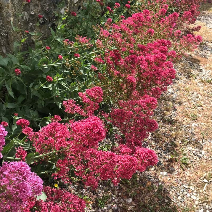 Centranthus ruber Coccineus