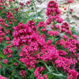 Centranthus ruber Coccineus