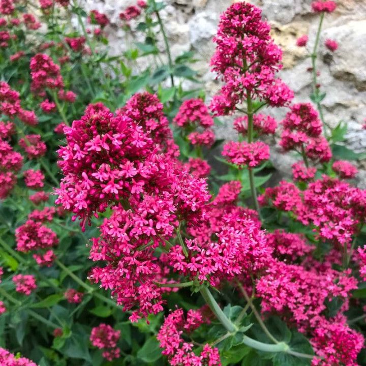 Centranthus ruber Coccineus