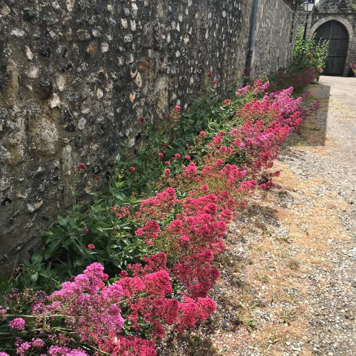 Centranthus ruber Coccineus
