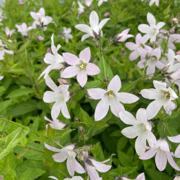 Campanula lactiflora Loddon Anna