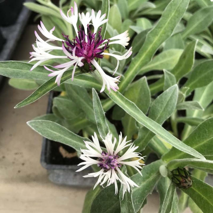 Fleur blanche au coeur pourpre de la Centaurea montana Amethyst in Snow