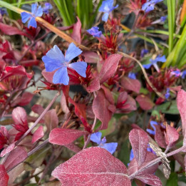 Ceratostigma plumbaginoides