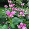 Chelome obliqua Hot Lips