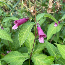 Chelonopsis moschata