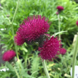 Cirsium rivulare Atropurpureum