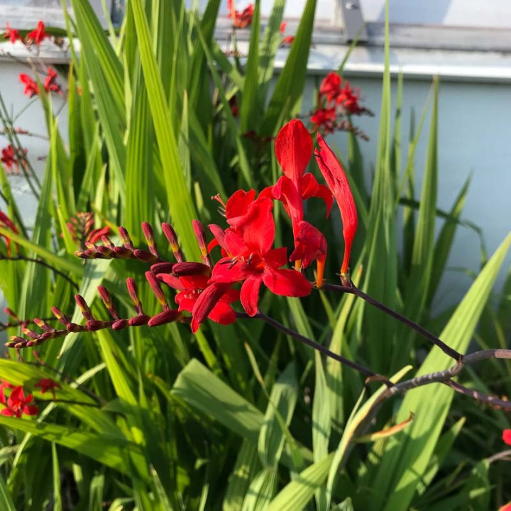 Crocosmia Lucifer