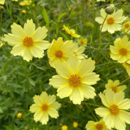 Coreopsis Full Moon