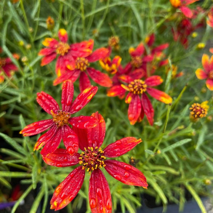 Coreopsis verticillata Ladybird