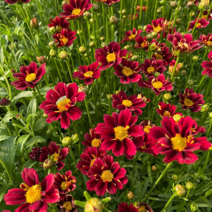 Coreopsis li'l bang Red Elf