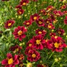 Coreopsis li'l bang Red Elf