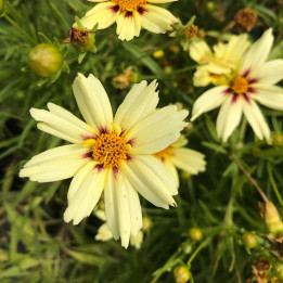 Floraison du Coreopsis Redshift