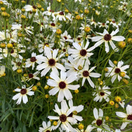 Floraison du Coreopsis verticillata Fools Gold