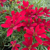 Floraison du Coreopsis verticillata Hot Paprika