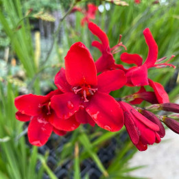 Crocosmia Hellfire en fleurs