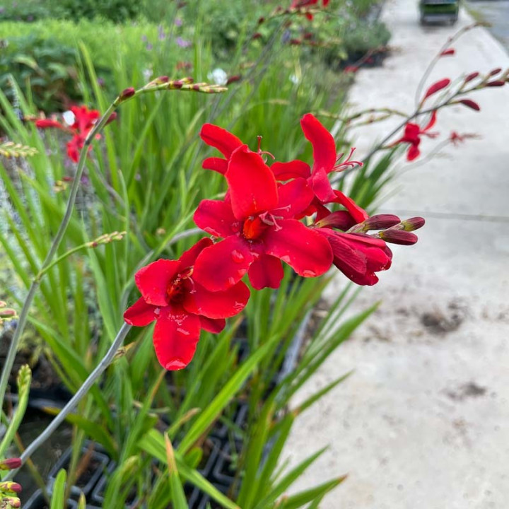Floraison du Crocosmia Hellfire