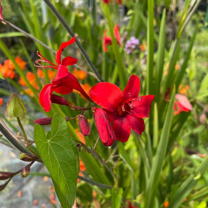 Fleurs rouge du Crocosmia Hellfire