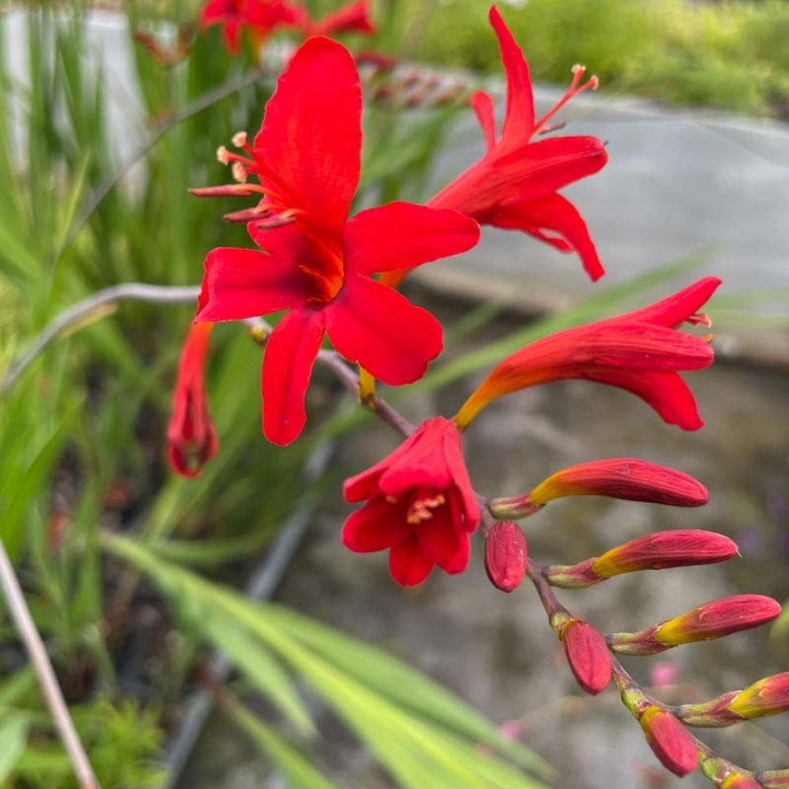 Crocosmia Lucifer