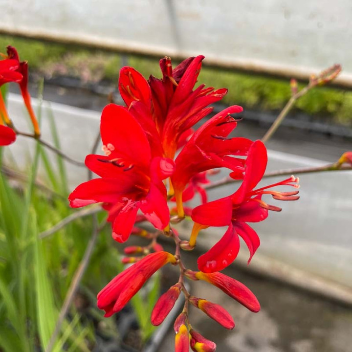 Crocosmia Lucifer