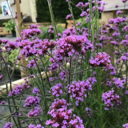 Verbena bonariensis