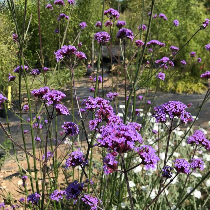 Verbena bonariensis