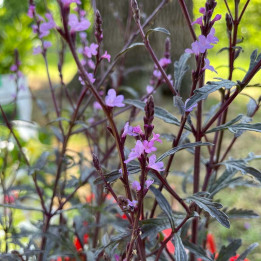 Verbena grandiflora Bampton