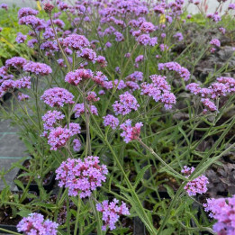 Verbena bonariensis Lollipop