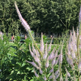 Veronicastrum virginicum Pink Glow