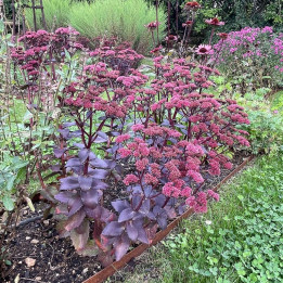 Touffe de Sedum Jose Aubergine