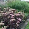 Sedum Matrona
