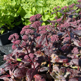 Sedum Cherry Truffle