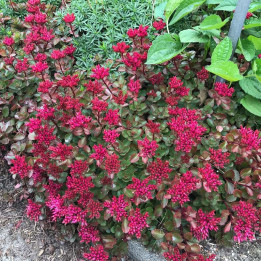 Sedum spurium Fuldaglut