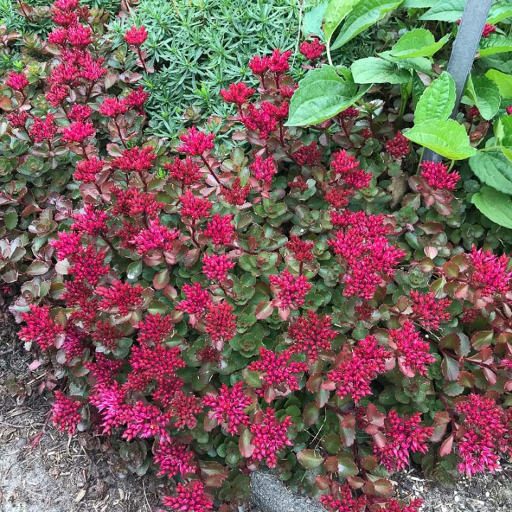 Sedum spurium Fuldaglut